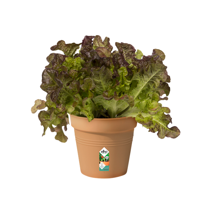 green basics kweekpot 11cm mild terra